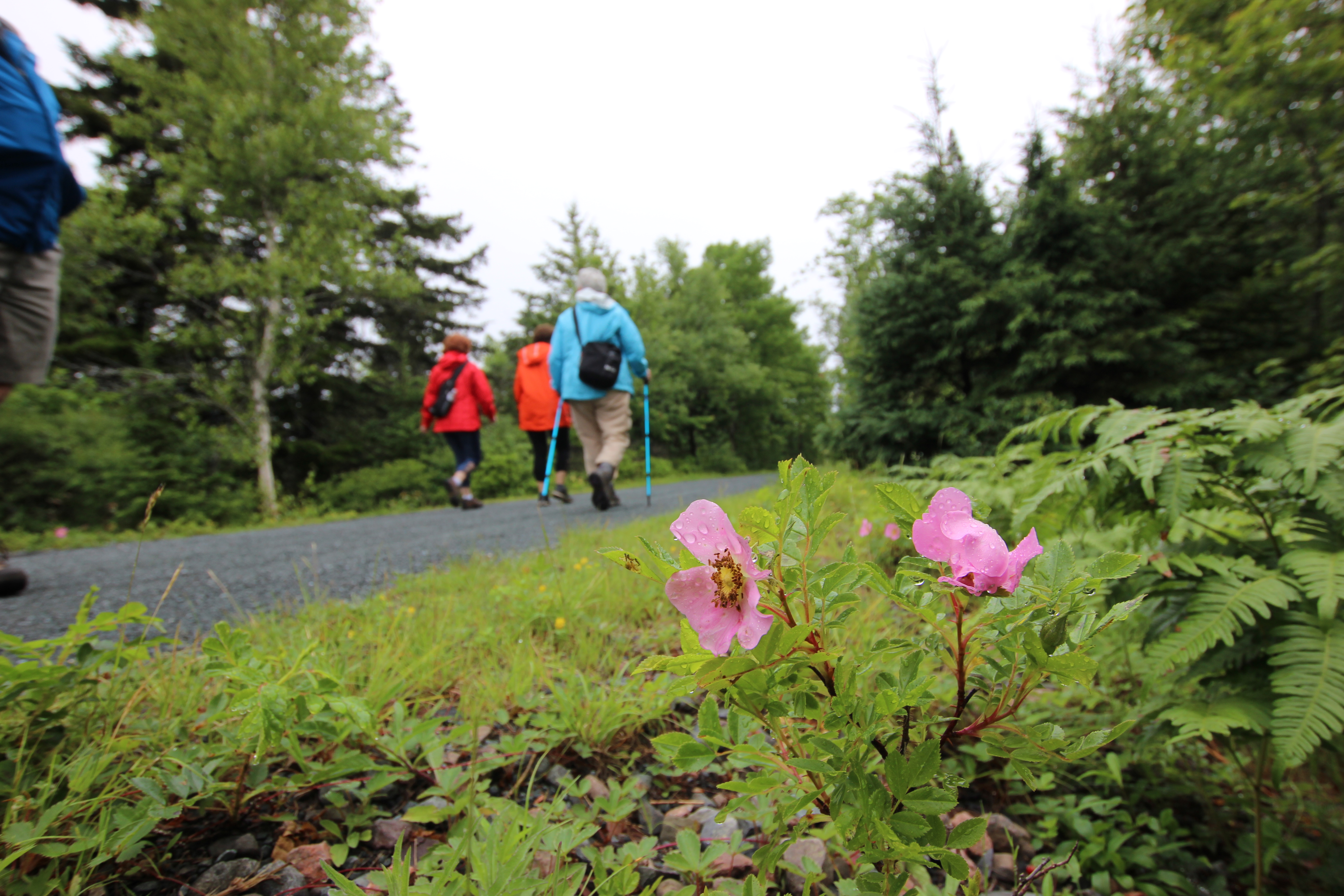 Three people walking on the Trans Canada Trail , with pink flowers in the foreground.